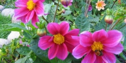 Dalija smiješni momci: opis, uzgoj iz sjemena