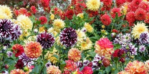 Dalije - sadnja i njega na otvorenom polju