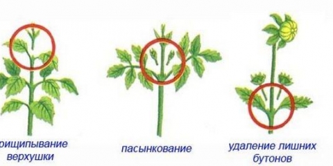 Dalije su smiješni momci - opis, sadnja i njega