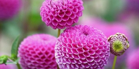 Dalije - uzgoj i njega na otvorenom polju