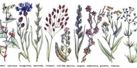 Herbicid jedrilice: recenzije