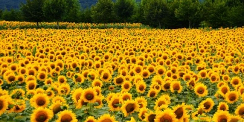 Herbicid granstar pro: upute za uporabu, recenzije