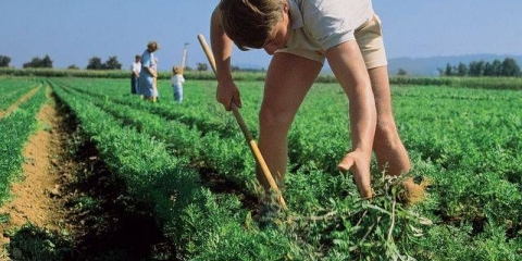 Herbicidno tlo - zaštita od korova: recenzije