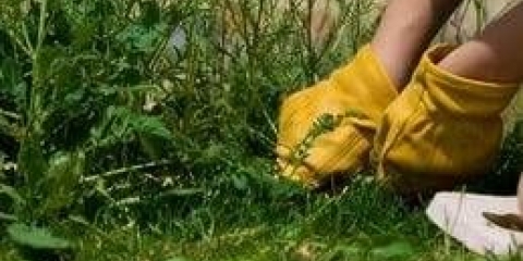 Herbicid lintur: uputstvo za upotrebu