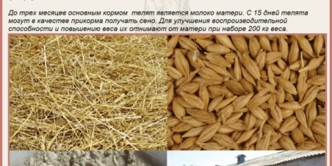 Herefordska pasmina krava: opis i karakteristike, uzgoj