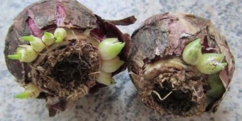 Hijacinti: sadnja i njega na otvorenom polju