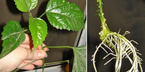 Vrtni hibiskus: njega i reprodukcija