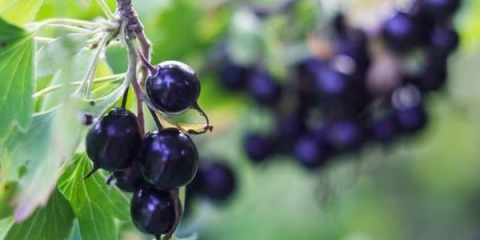 Recenzije i njega hibridne ribizle i ogrozda yoshta