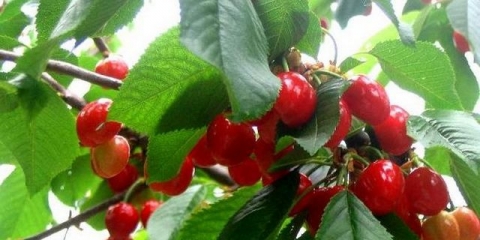 Hibrid trešnje i ptičje trešnje