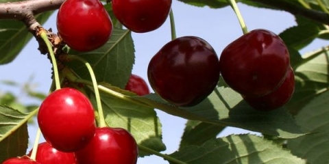 Hibrid trešnje i trešnje