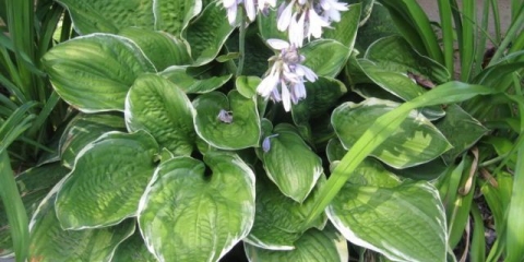 Hibridni domaćin božić tri (chrismos tri): opis, fotografija