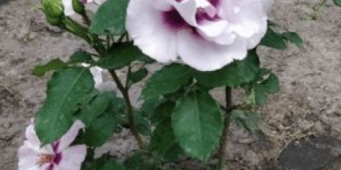 Hibridna ruža florbunda oči za vas (ice pho yu): sadnja i njega