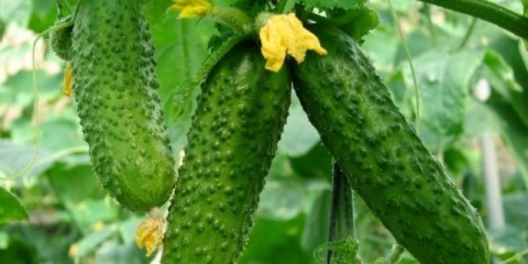 Hibridne sorte krastavaca za staklenik