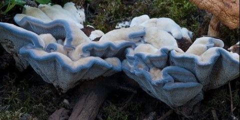 Gidnellum plavi: kako izgleda, gdje raste, opis i fotografija