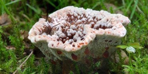 Gidnellum zarđao: opis i fotografija