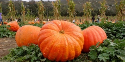 Divovska bundeva: recenzije + fotografije