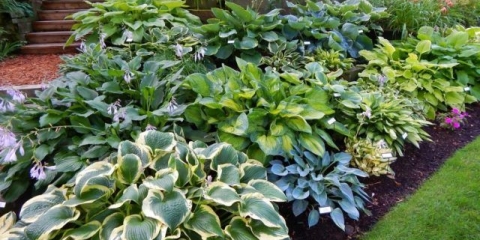 Divovske hoste: sorte i vrste sa fotografijama i imenima