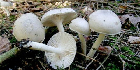 Mirisni higrofor: gdje raste, opis i fotografija