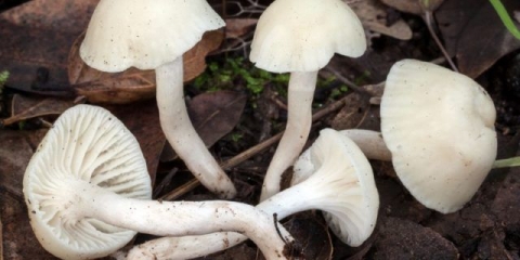 Hygrofor djevojački: opis i fotografija