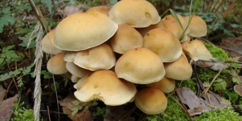 Hymnopus koji voli vodu (collibia water-loving): fotografija i opis