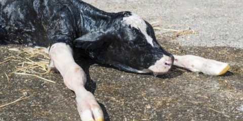 Hipotrofija novorođenih teladi: liječenje i prognoza