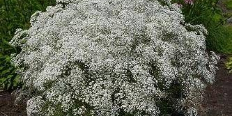 Višegodišnja snježna pahulja gypsophila: sadnja i njega + fotografija