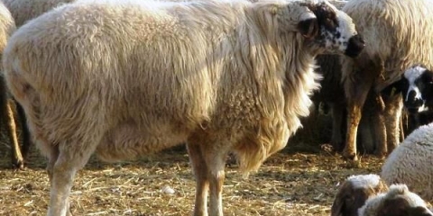 Hisarska rasa ovaca