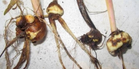 Gladiolus: bolesti i štetočine