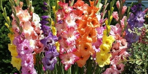 Gladiolus: sorte sa fotografijama i imenima