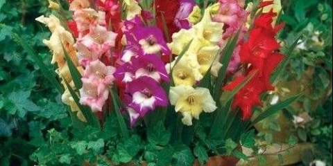 Gladiole u saksijama: sadnja, uzgoj i njega