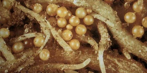 Crvi kod teladi i krava