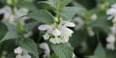 Gluva kopriva (bijela jasnotka): ljekovita svojstva i kontraindikacije