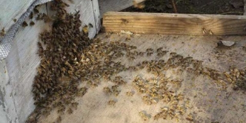 Glejdo kod pčela: znaci