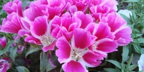 Godetia: fotografija, sadnja i njega na otvorenom polju