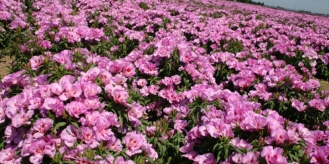 Godetia beauty: uzgoj iz sjemena, kada saditi