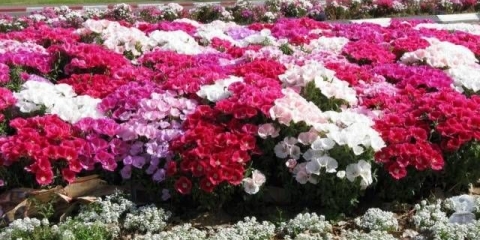 Godetia grandiflora: fotografija + pregled sorti