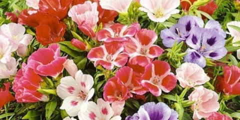 Godetia monarch: fotografija cvijeća u cvjetnom krevetu, sadnja i njega