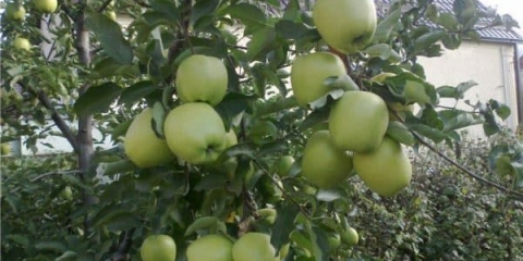Golden delicious - sorta jabuke i opis stabla jabuke