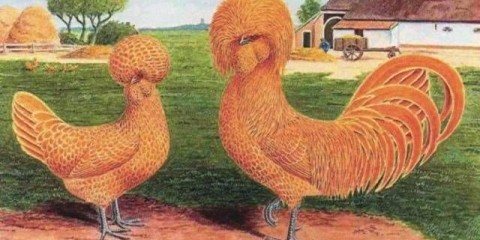 Holandski pilići s bijelim krilima