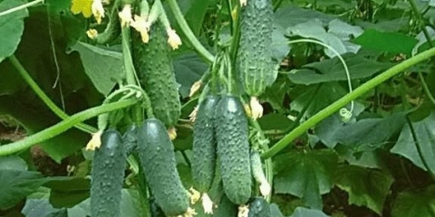 Holandski masha krastavci: karakteristike uzgoja