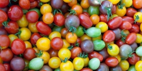 Holandske sorte paradajza za otvoreno tlo