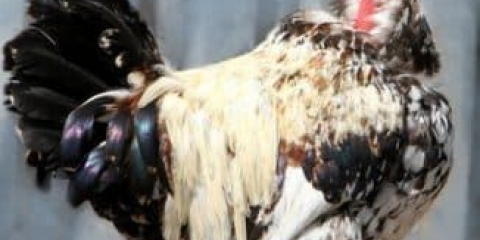 Pasmina pilića šupljeg vrata - karakteristike i produktivnost