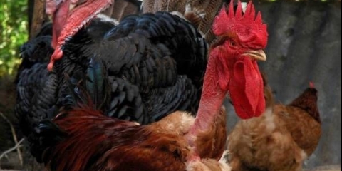 Pilići šupljeg vrata (španski): karakteristike i fotografije