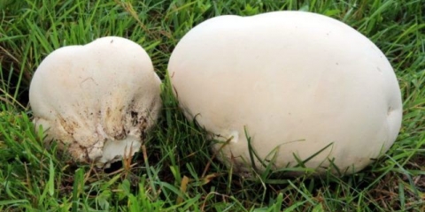 Divovski golovac (divovski kabanica): fotografija i opis, ljekovita svojstva, recepti