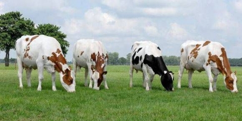 Holštajn frizijska pasmina krava