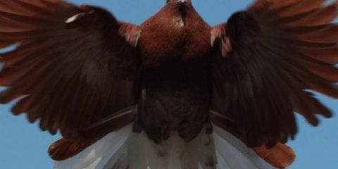 Golubovi nikolajev: video, uzgoj