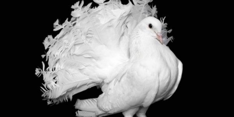 Golubovi paunovi: fotografije i video zapisi, sorte, uzgoj