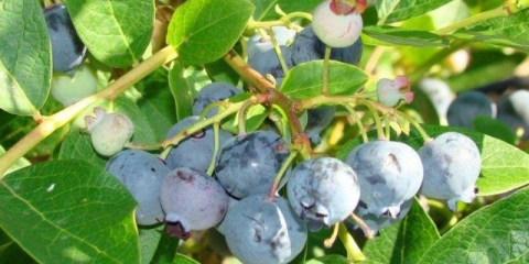 Borovnica borovnica: opis sorte, fotografije, recenzije