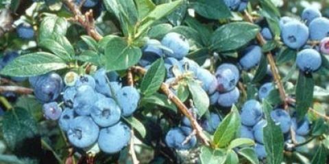 Plava borovnica (plava zraka, plava zraka): opis sorte, fotografije, recenzije