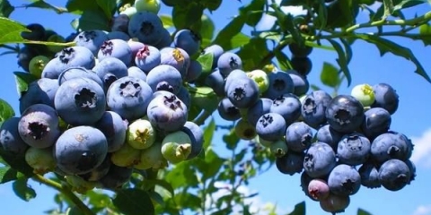 Bonus za borovnice (bonus): opis sorte, fotografija, recenzije